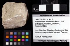 Foto (Objket + Etiketten) von Goniodromites complanatus (Reuss, 1858) 